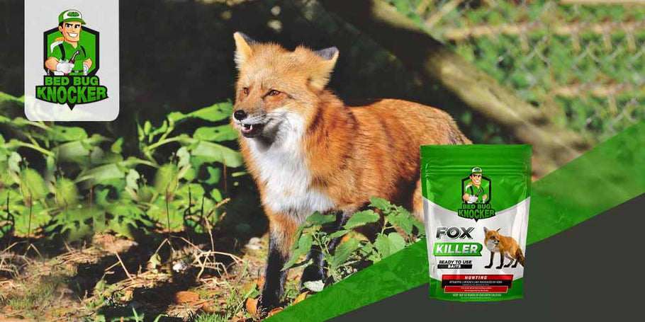 How to get rid of foxes quickly and safely?