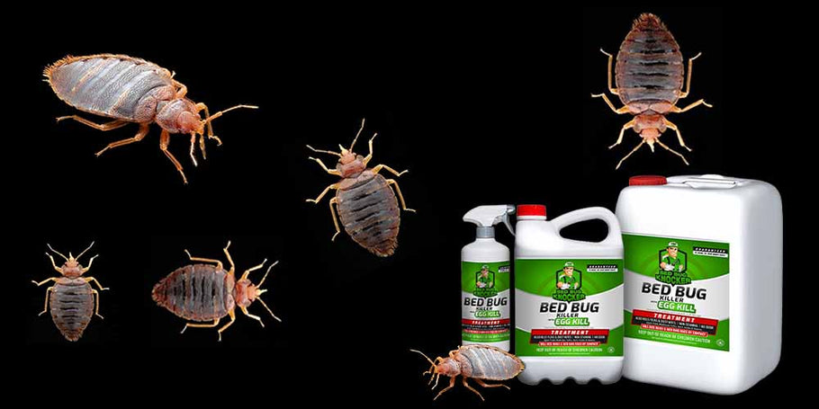 How to prevent bed bug infestation while traveling?