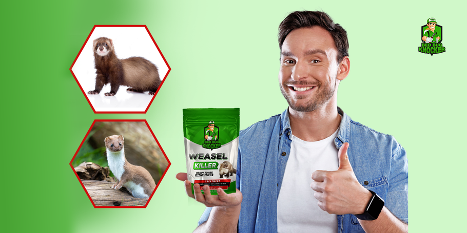 Common mistakes to avoid when getting rid of weasels?