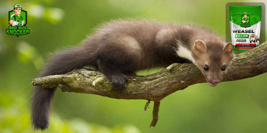 How to use Bed Bug Knocker's anti-weasel product?