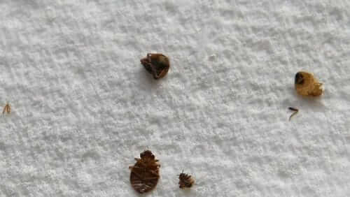 Image #1 from Harris D.