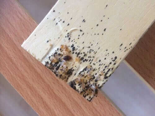 Image #1 from Mireille