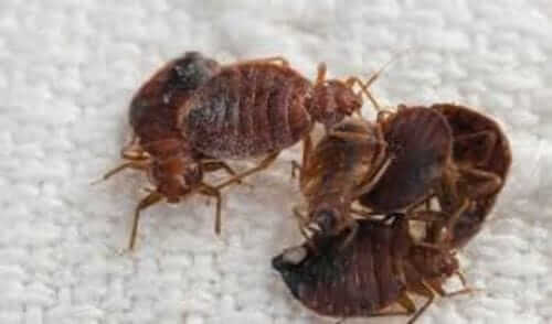 Image #1 from Dante V.